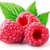 Heritage Red Raspberry Plant - Live Everbearing Berry Bush, 3.25" Pot, Zones 3-10 - Image 1