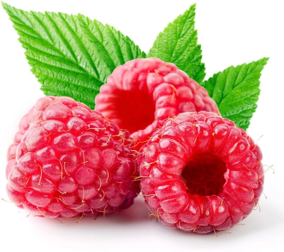 Heritage Red Raspberry Plant - Live Everbearing Berry Bush, 3.25" Pot, Zones 3-10 - Image 1