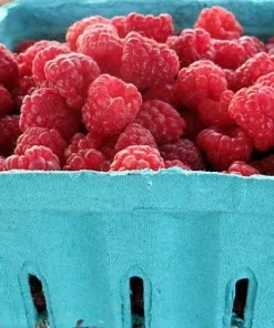 Heritage Red Raspberry Plant - Live Everbearing Berry Bush, 3.25" Pot, Zones 3-10 - Image 2