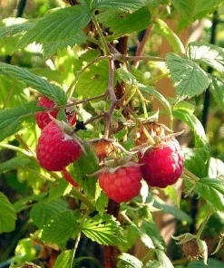 Heritage Red Raspberry Plant - Live Everbearing Berry Bush, 3.25