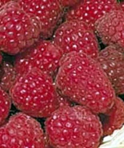 Heritage Red Raspberry Plant - Live Everbearing Berry Bush, 3.25