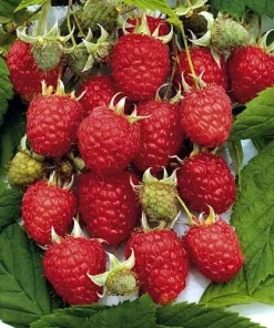 Heritage Red Raspberry Plant - Live Everbearing Berry Bush, 3.25