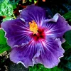 Hibiscus Moscheutos Madagascan Rose of Sharon Starter Seeds - Perennial - Image 1