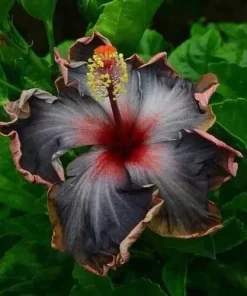 Hibiscus Seeds – 20 Black Pink Purple Perennial Flower Seeds – Indoor/Outdoor - Image 5