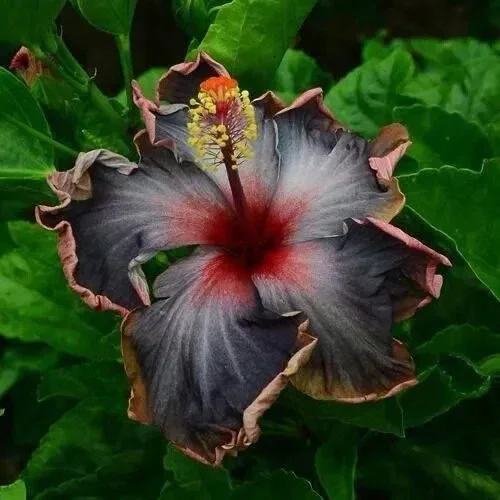 Hibiscus Seeds – 20 Black Pink Purple Perennial Flower Seeds – Indoor/Outdoor - Image 1