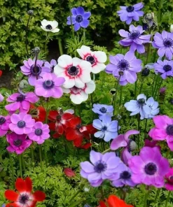 Himalayan Blue Poppy Flower Seeds - Meconopsis Betonicifolia - Perennial - Image 2