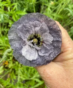 Himalayan Blue Poppy Flower Seeds - Meconopsis Betonicifolia - Perennial - Image 3