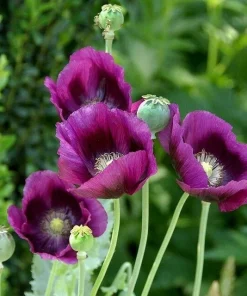 Himalayan Blue Poppy Flower Seeds - Meconopsis Betonicifolia - Perennial - Image 4