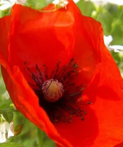 Himalayan Blue Poppy Flower Seeds - Meconopsis Betonicifolia - Perennial - Image 5
