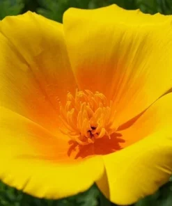Himalayan Blue Poppy Flower Seeds - Meconopsis Betonicifolia - Perennial - Image 6