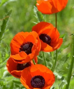 Himalayan Blue Poppy Flower Seeds - Meconopsis Betonicifolia - Perennial - Image 7