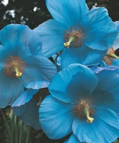 Himalayan Blue Poppy Flower Seeds - Meconopsis Betonicifolia - Perennial - Image 8