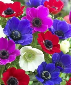 Himalayan Blue Poppy Flower Seeds - Meconopsis Betonicifolia - Perennial - Image 1