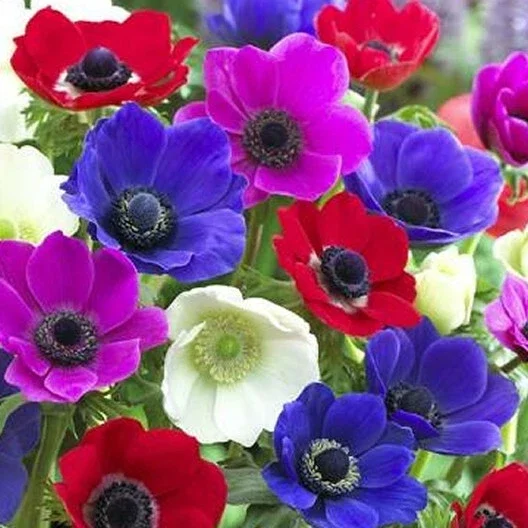Himalayan Blue Poppy Flower Seeds - Meconopsis Betonicifolia - Perennial - Image 1