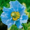 Himalayan Blue Poppy Seeds - 200 Count Perennial Meconopsis Flowering Blue - Image 1