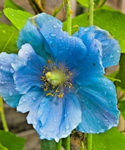 Himalayan Blue Poppy Seeds - 200 Count Perennial Meconopsis Flowering Blue - Image 2