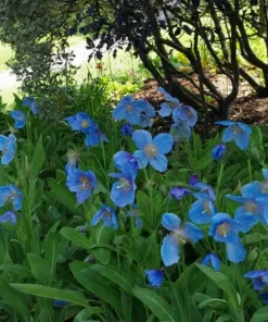Himalayan Blue Poppy Seeds - 200 Count Perennial Meconopsis Flowering Blue - Image 6