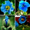 Himalayan Blue Poppy Seeds 50000 Pack - Meconopsis Perennial Flowering Seeds - Image 1