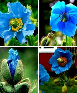Himalayan Blue Poppy Seeds 50000 Pack - Meconopsis Perennial Flowering Seeds - Image 1
