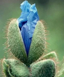 Himalayan Blue Poppy Seeds 50000 Pack - Meconopsis Perennial Flowering Seeds - Image 3
