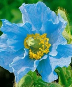 Himalayan Blue Poppy Seeds 50000 Pack - Meconopsis Perennial Flowering Seeds - Image 4