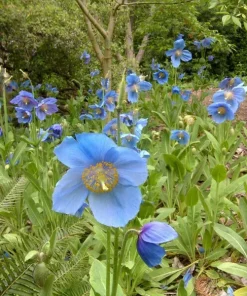 Himalayan Blue Poppy Seeds 50000 Pack - Meconopsis Perennial Flowering Seeds - Image 6