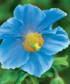 Himalayan Blue Poppy Seeds 50000 Pack - Meconopsis Perennial Flowering Seeds - Image 8