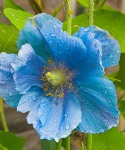 Himalayan Blue Poppy Seeds 50000 Pack - Meconopsis Perennial Flowering Seeds - Image 9