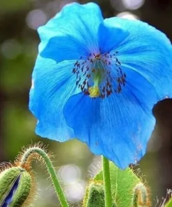 Himalayan Blue Poppy Seeds - Meconopsis Grandis Perennial Blue Flower - 500 Seeds for Home Garden - Image 2