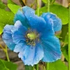 Himalayan Blue Poppy Seeds - Meconopsis Grandis Perennial Blue Flower - 500 Seeds for Home Garden - Image 1