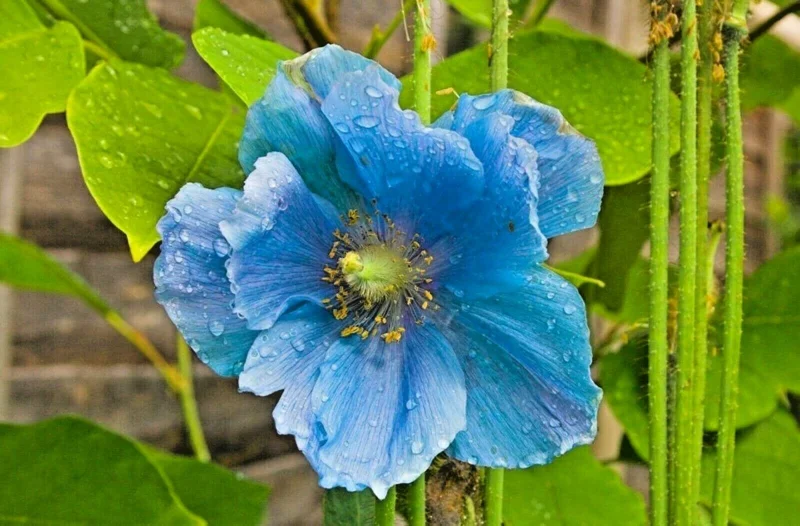 Himalayan Blue Poppy Seeds - Meconopsis Grandis Perennial Blue Flower - 500 Seeds for Home Garden - Image 1