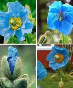 Himalayan Blue Poppy Seeds - Meconopsis Grandis Perennial Blue Flower - 500 Seeds for Home Garden - Image 5
