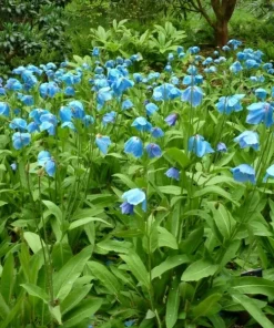 Himalayan Blue Poppy Seeds - Meconopsis Grandis Perennial Blue Flower - 500 Seeds for Home Garden - Image 8