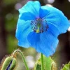 Himalayan Blue Poppy Seeds - Meconopsis Perennial Flowering - 200 Seeds - Indoor & Outdoor - Image 1