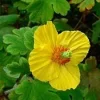 Himalayan Woodland Poppy Seeds - Meconopsis villosa - 25 Seeds - Image 1