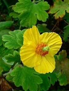 Himalayan Woodland Poppy Seeds - Meconopsis villosa - 25 Seeds - Image 1