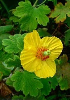 Himalayan Woodland Poppy Seeds - Meconopsis villosa - 25 Seeds - Image 1