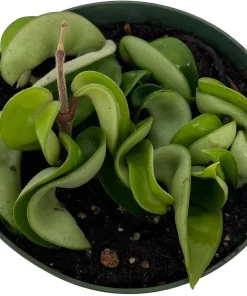 Hindu Rope Plant - Hoya Carnosa Compacta Live Plant - 4" Pot - Indoor - Image 2