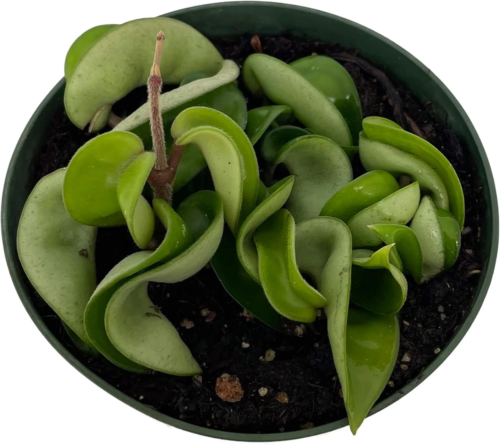 Hindu Rope Plant - Hoya Carnosa Compacta Live Plant - 4" Pot - Indoor - Image 2