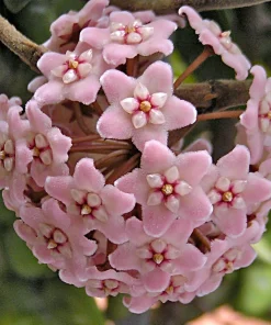 Hindu Rope Plant - Hoya Carnosa Compacta Live Plant - 4