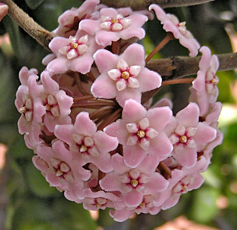 Hindu Rope Plant - Hoya Carnosa Compacta Live Plant - 4" Pot - Indoor - Image 3
