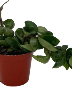 Hindu Rope Plant - Hoya Carnosa Compacta Live Plant - 4