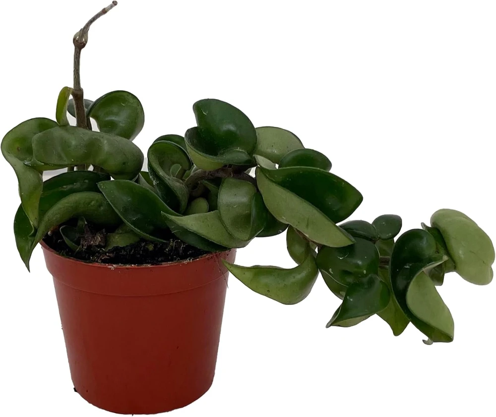 Hindu Rope Plant - Hoya Carnosa Compacta Live Plant - 4" Pot - Indoor - Image 4