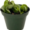 Hindu Rope Plant - Hoya Carnosa Compacta Live Plant - 4" Pot - Indoor - Image 1