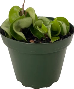 Hindu Rope Plant - Hoya Carnosa Compacta Live Plant - 4