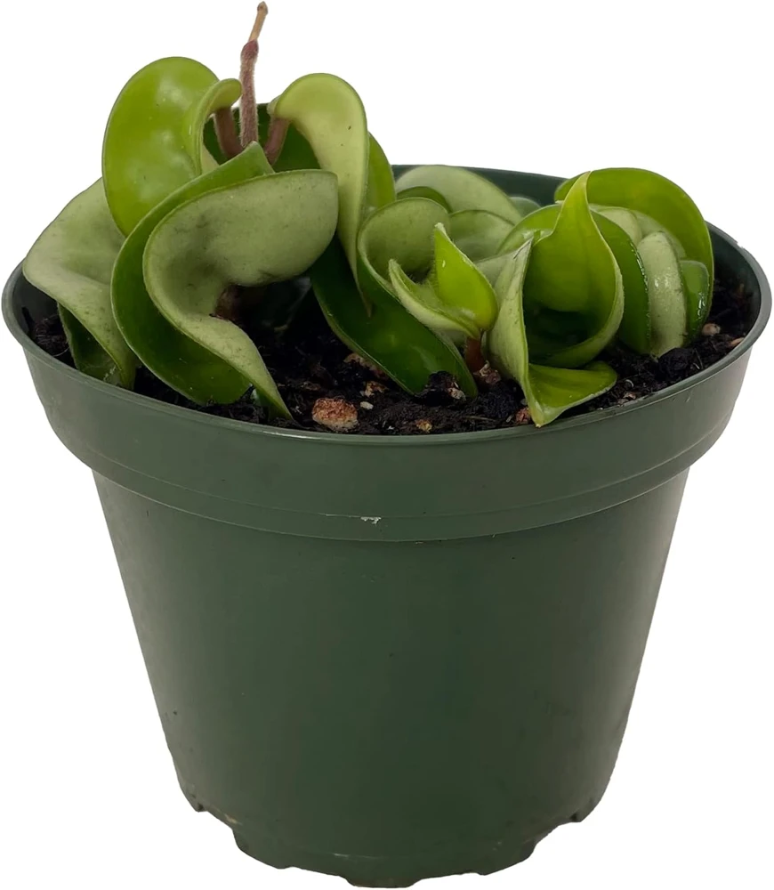 Hindu Rope Plant - Hoya Carnosa Compacta Live Plant - 4" Pot - Indoor - Image 1