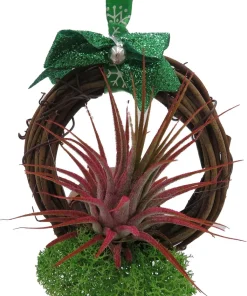 Holiday Wreath with Live Air Plant (Tillandsia) - 3 inch - Indoor/Outdoor Decor - Image 2