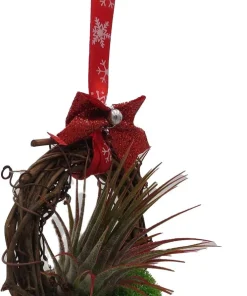 Holiday Wreath with Live Air Plant (Tillandsia) - 3 inch - Indoor/Outdoor Decor - Image 4