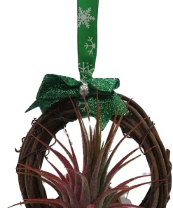 Holiday Wreath with Live Air Plant (Tillandsia) - 3 inch - Indoor/Outdoor Decor - Image 1