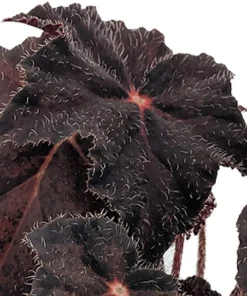 Hollow's Eve Begonia Live Plant – 3.7" Pot – Unique Black Halloween Foliage - Image 2